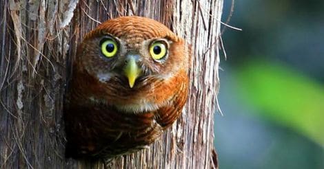 Her-click: Aparna keeps a hawk eye on owls