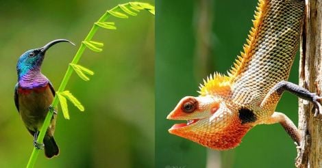 Her-click: Aparna keeps a hawk eye on owls