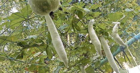 Here's how Najma grows her own food organically