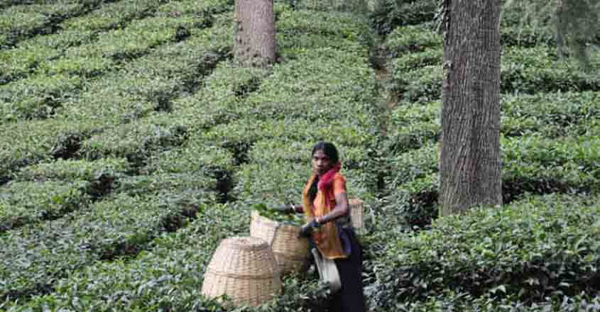 palampur-tea