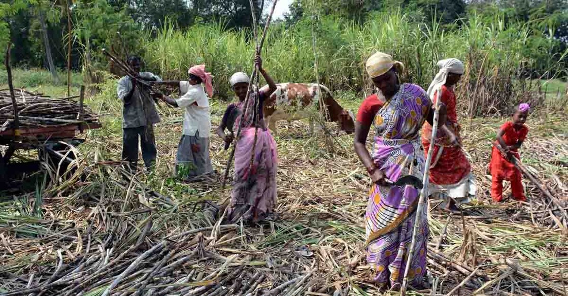 Bitter Truth: Women sugarcane labour 'sacrifice' uterus for wages