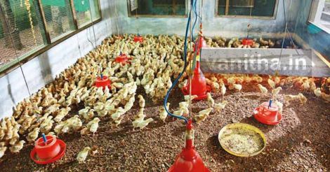 poultry-farm