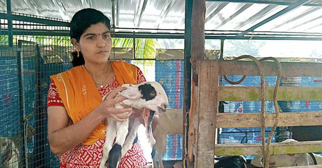 Here's how this Kottayam woman reaps profits through goat-rearing