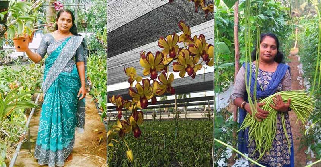 Here's how Vijayakala reaps success and additional income from vegetable garden